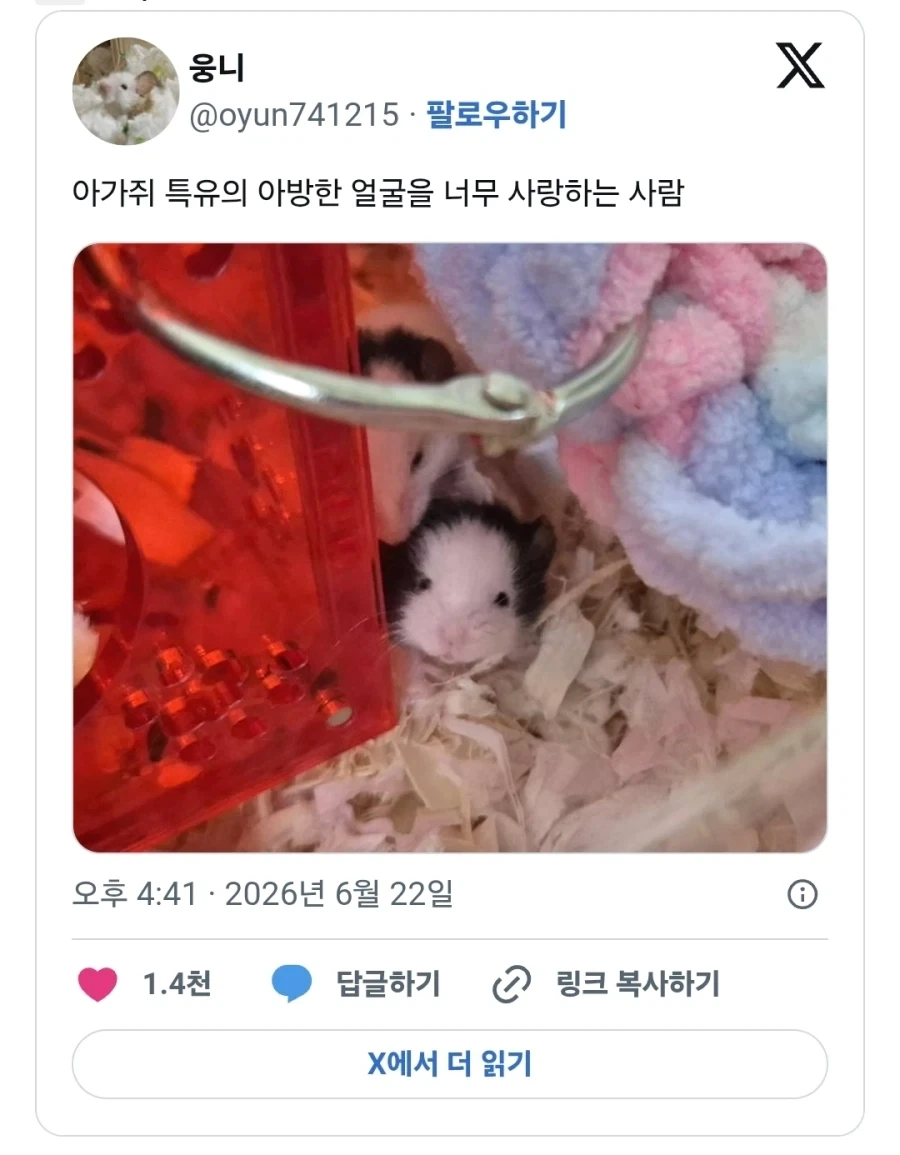 아가쥐 특유의 아방한 얼굴.jpg_1.webp