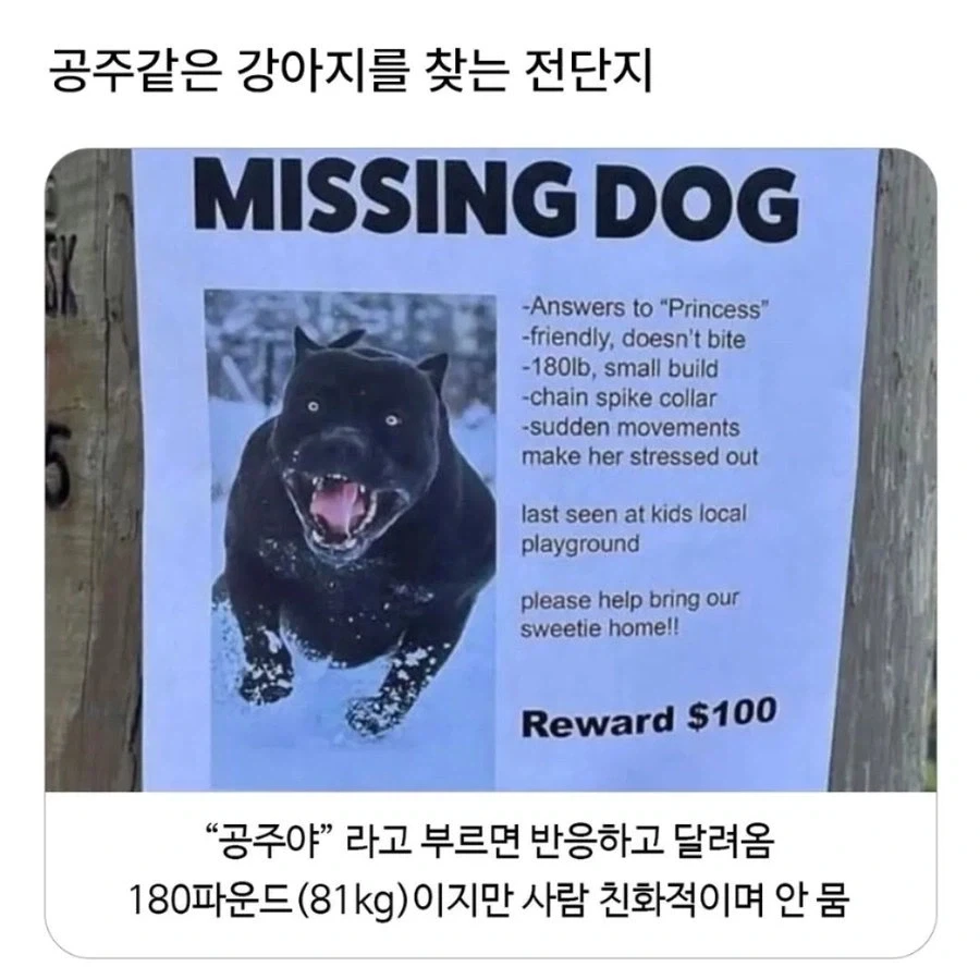 외국과 한국의 공주 강아지_1.webp