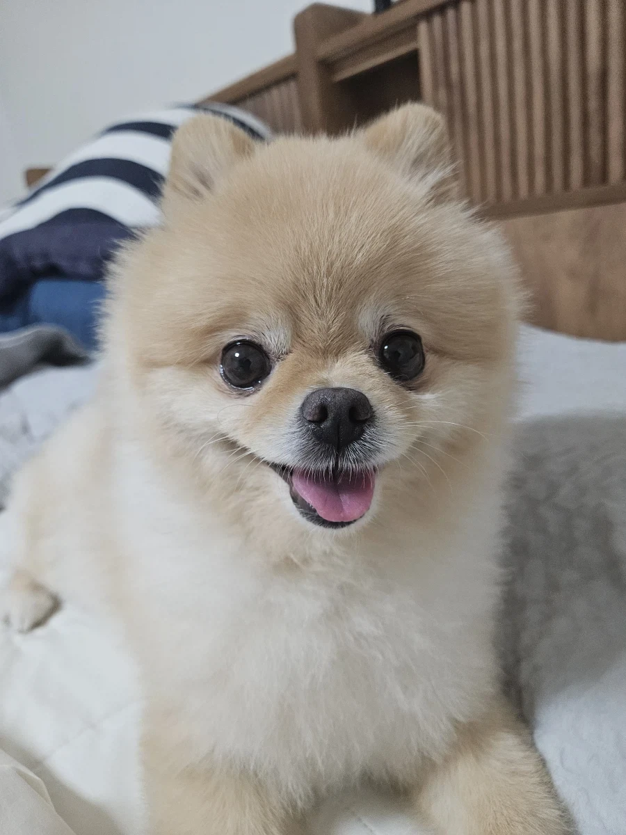 솔직히 우리 집 강쥐 외모 어디서 안꿀림_1.webp
