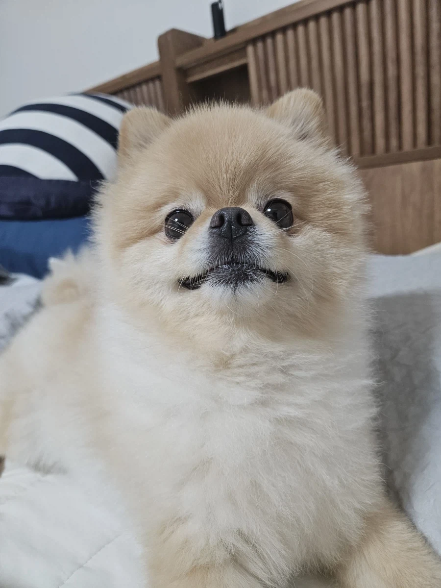 솔직히 우리 집 강쥐 외모 어디서 안꿀림_2.webp