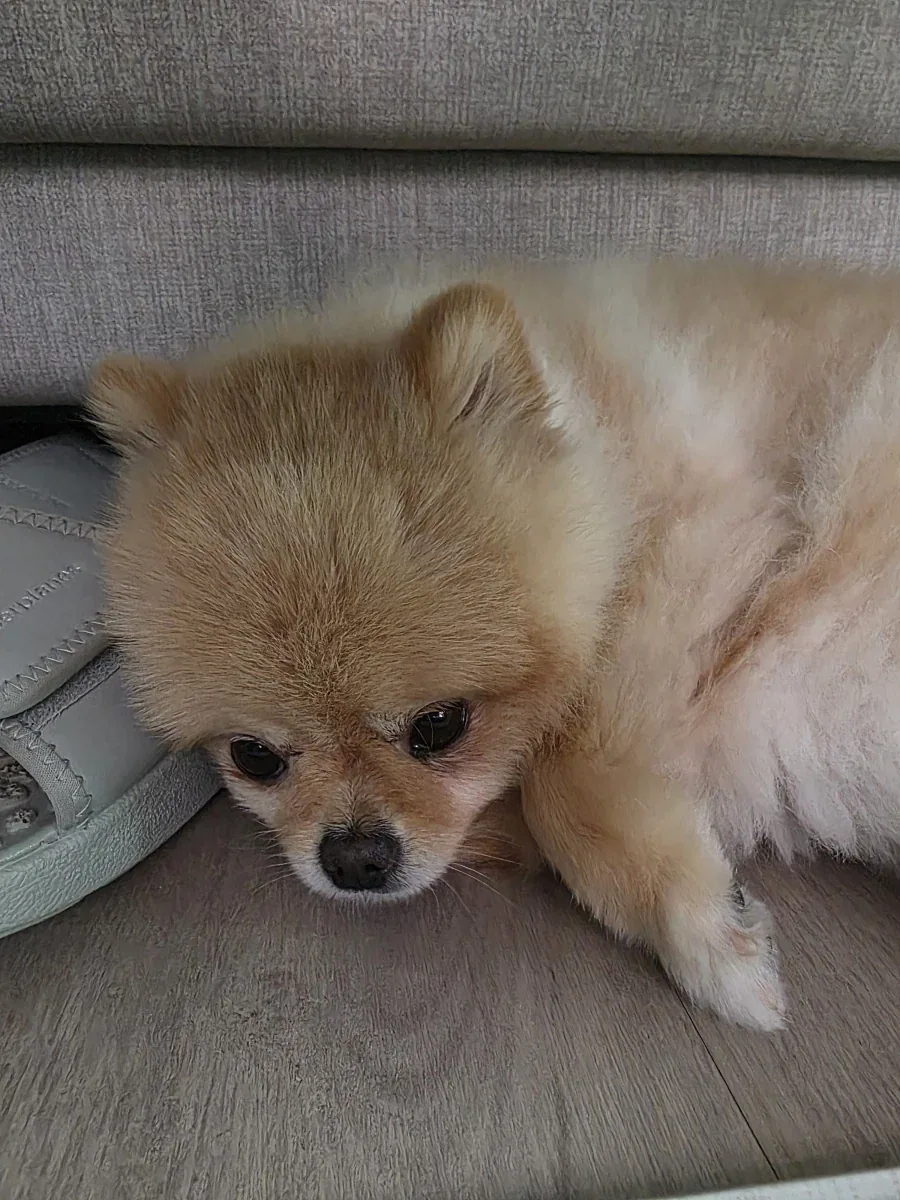 솔직히 우리 집 강쥐 외모 어디서 안꿀림_4.webp