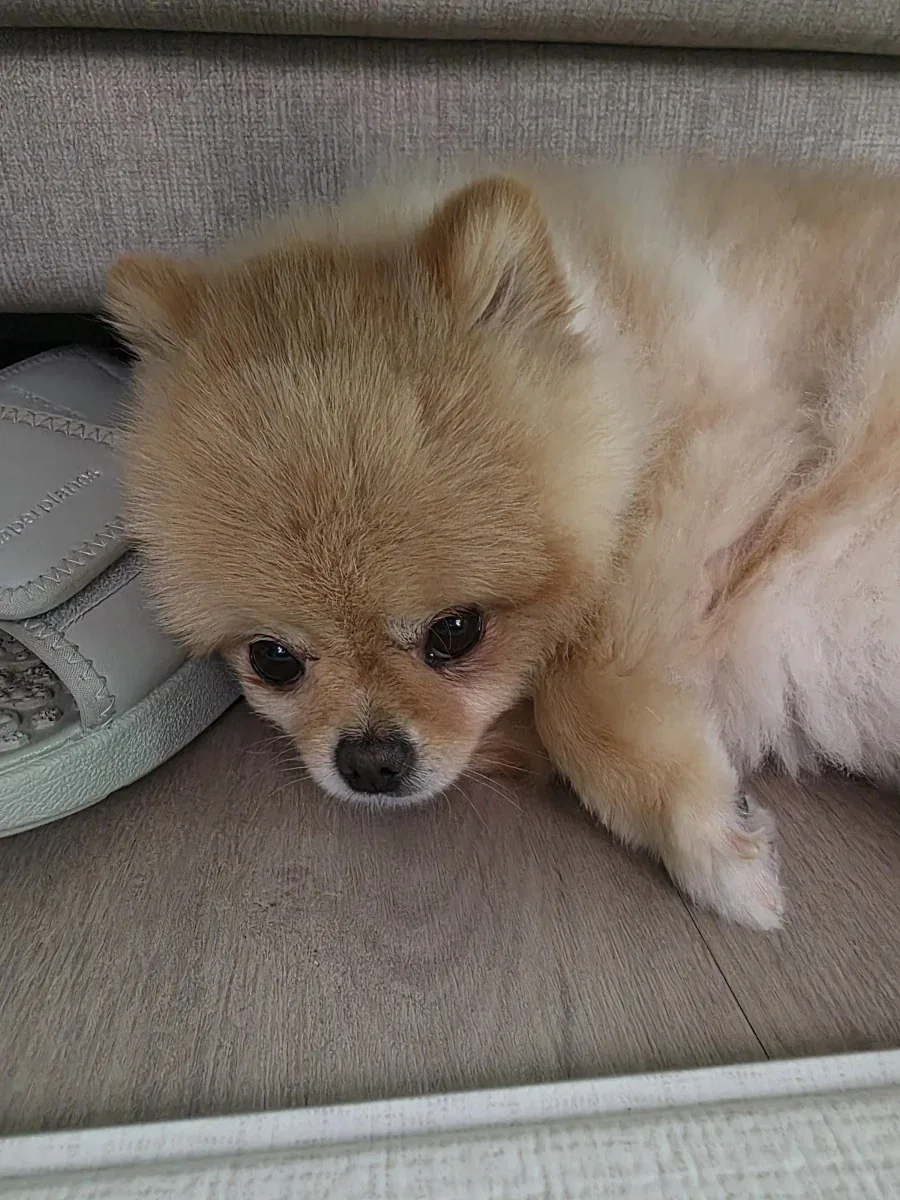 솔직히 우리 집 강쥐 외모 어디서 안꿀림_5.webp