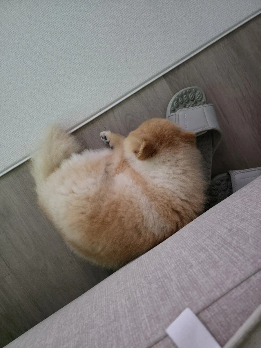솔직히 우리 집 강쥐 외모 어디서 안꿀림_6.webp
