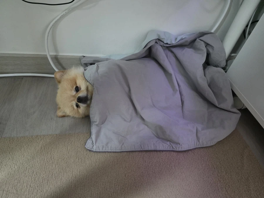 솔직히 우리 집 강쥐 외모 어디서 안꿀림_8.webp