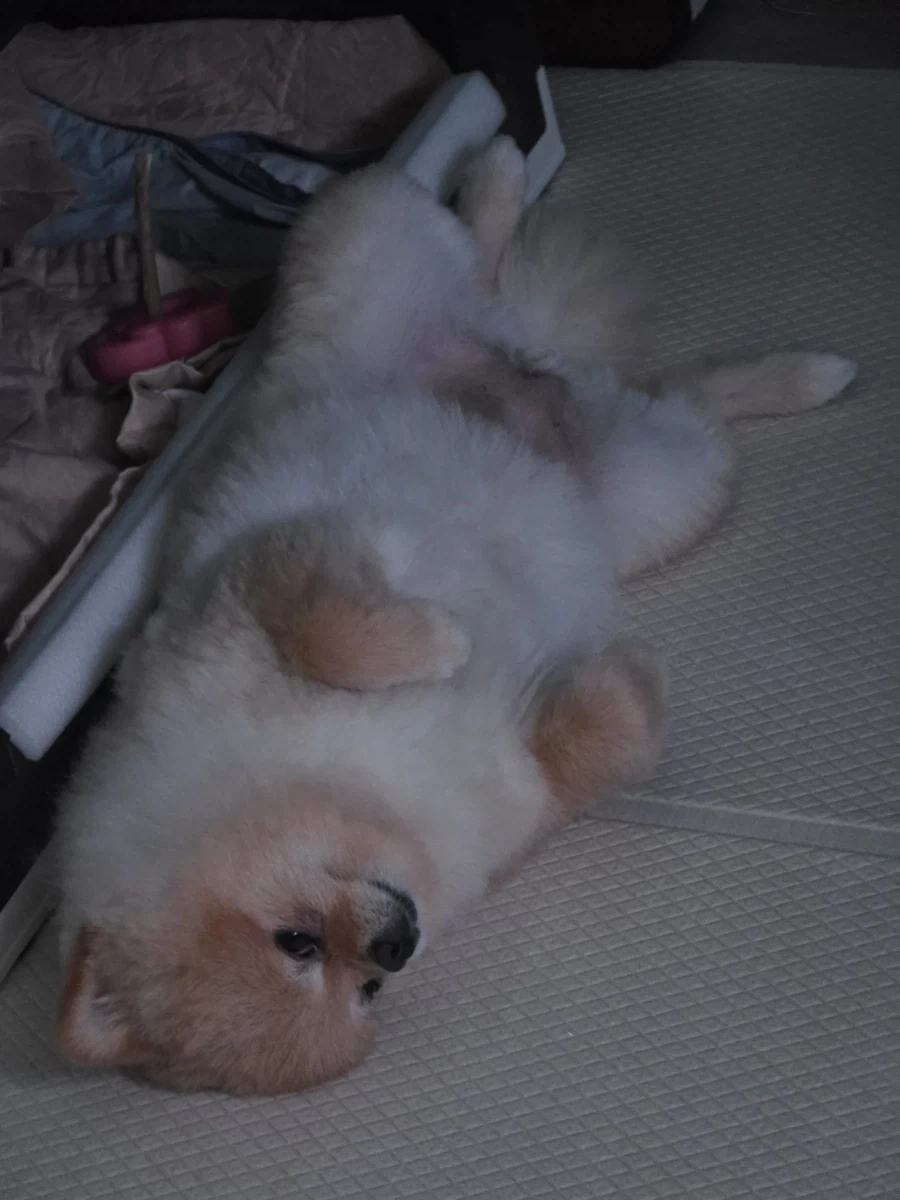 솔직히 우리 집 강쥐 외모 어디서 안꿀림_9.webp