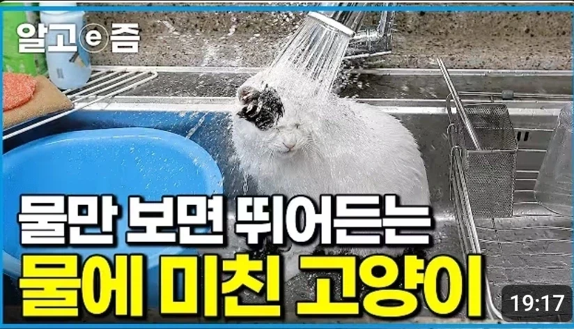 연가시에 감염된 고양이_1.webp