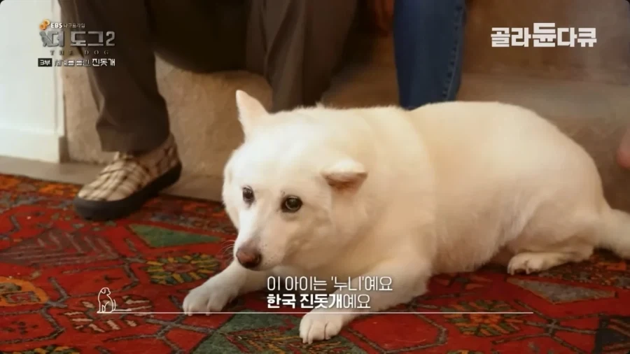 좀처럼 보기 힘들다는 살찐 진돗개_4.webp