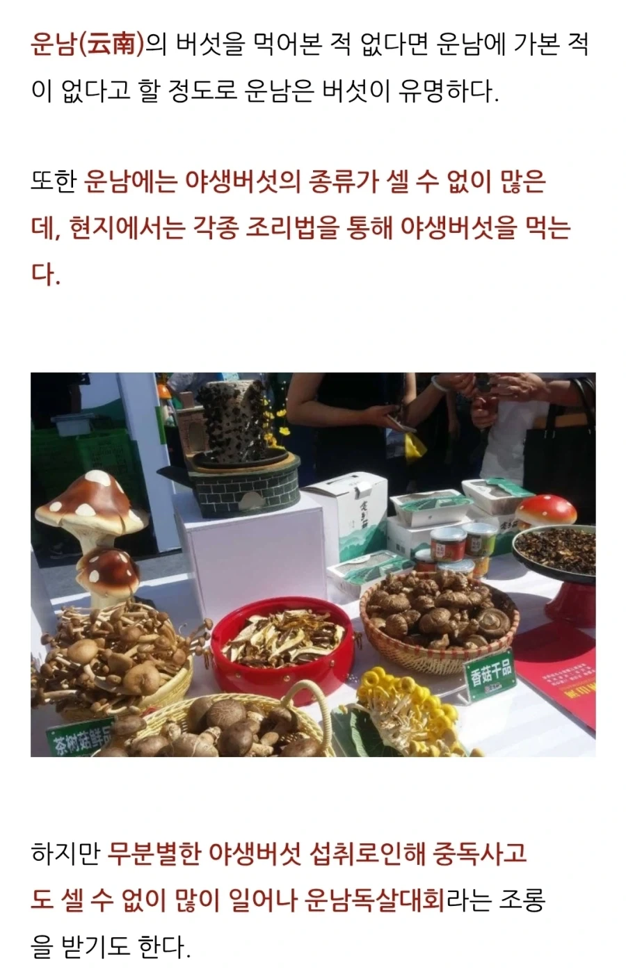 중국 운남은 버섯으로 유명하다고 한다_6.webp