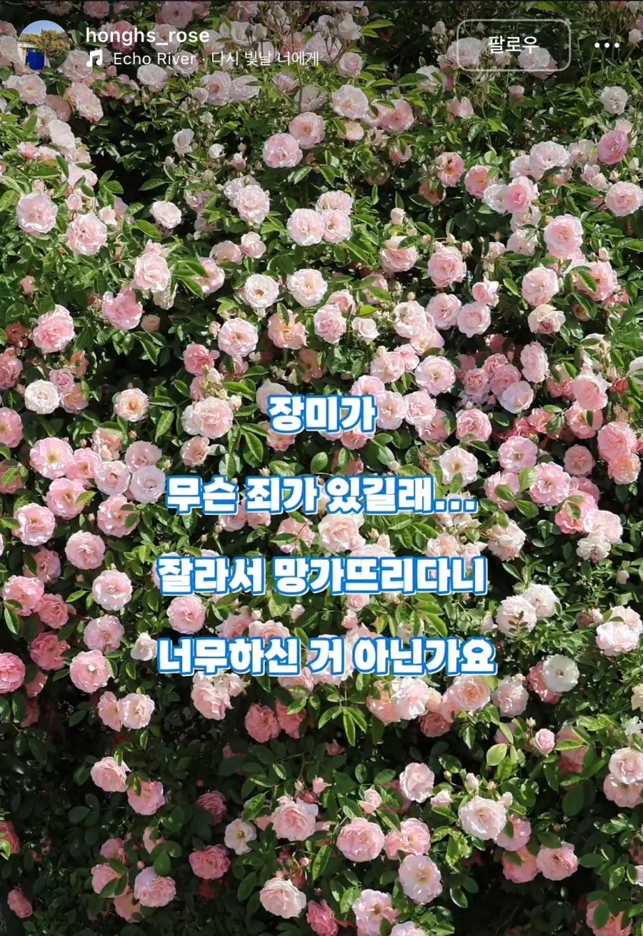 수원 행궁동 파란대문 장미 훼손 사건_1.webp