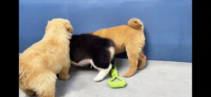 보는 사람 가슴이 아픈 잔혹한 개싸움의 모습입니다..._1.webp