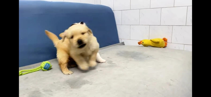 보는 사람 가슴이 아픈 잔혹한 개싸움의 모습입니다..._7.webp