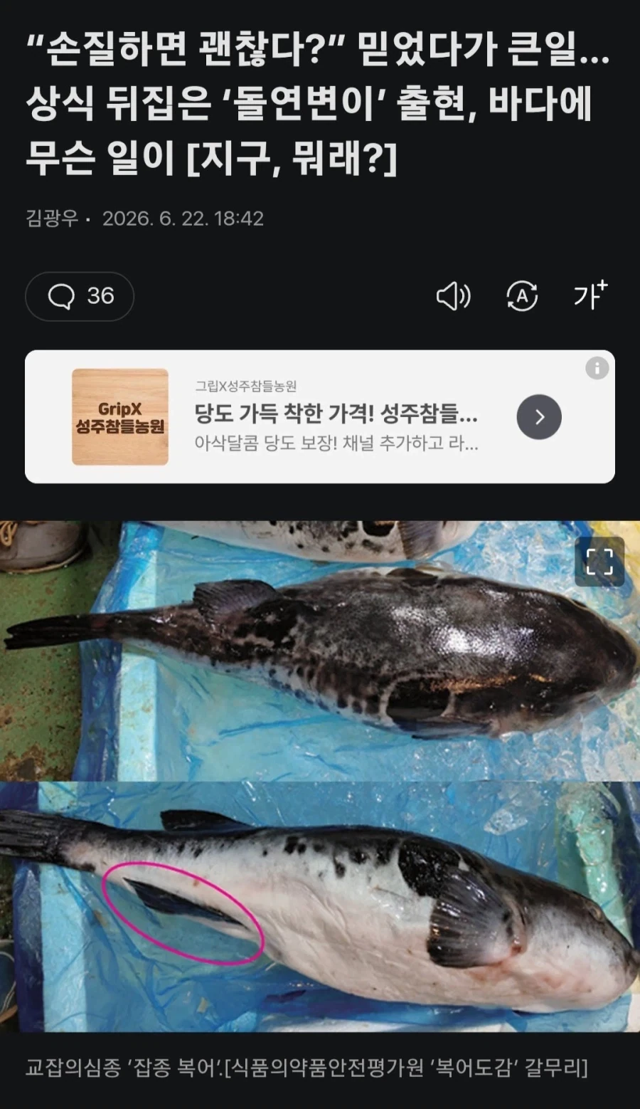 랜덤 가챠 돌연변이 복어 출현!!_1.webp