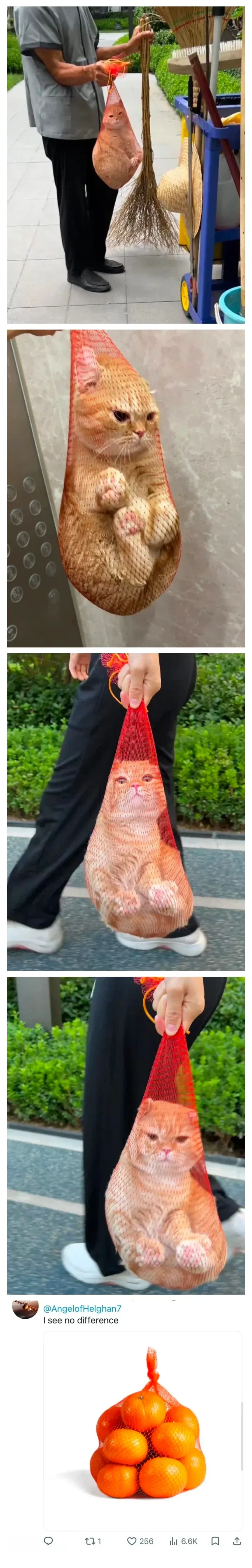 혁신적인 고양이 이동 방법_1.webp