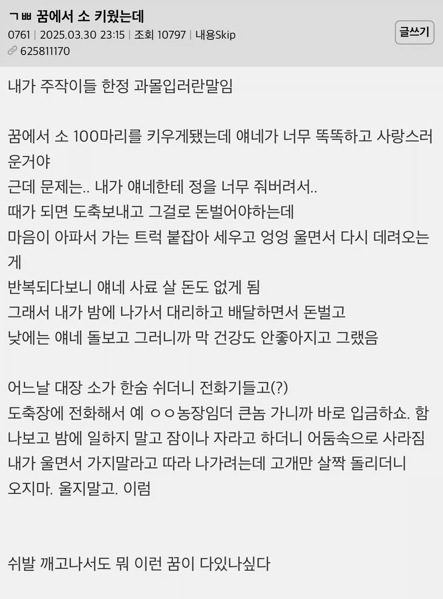 꿈에서 소 키웠는데.jpg_1.webp