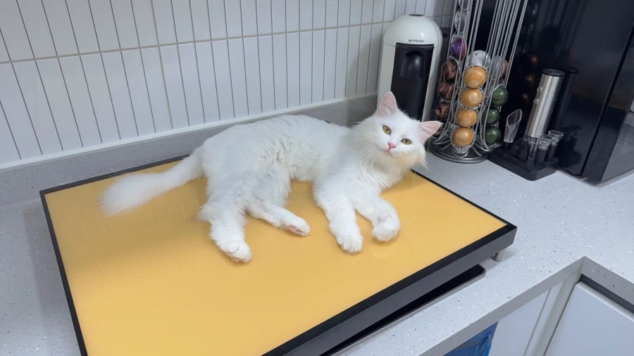 우리집 고양이 보고갈래?_1.webp