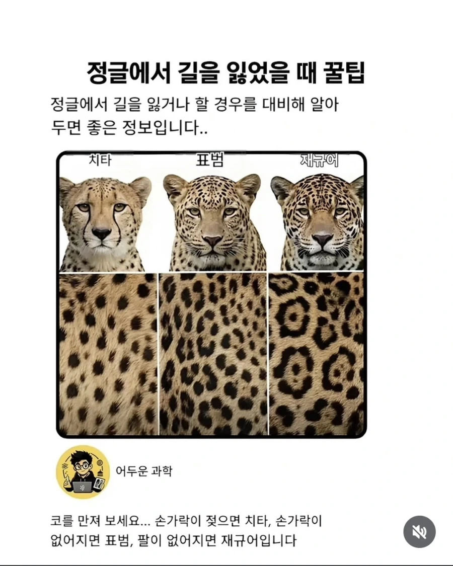 정글에서 길을 잃었을때 꿀팁_1.webp