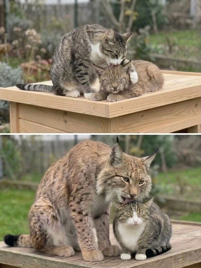 어릴때부터 스라소니를 키웠던 고양이_1.webp