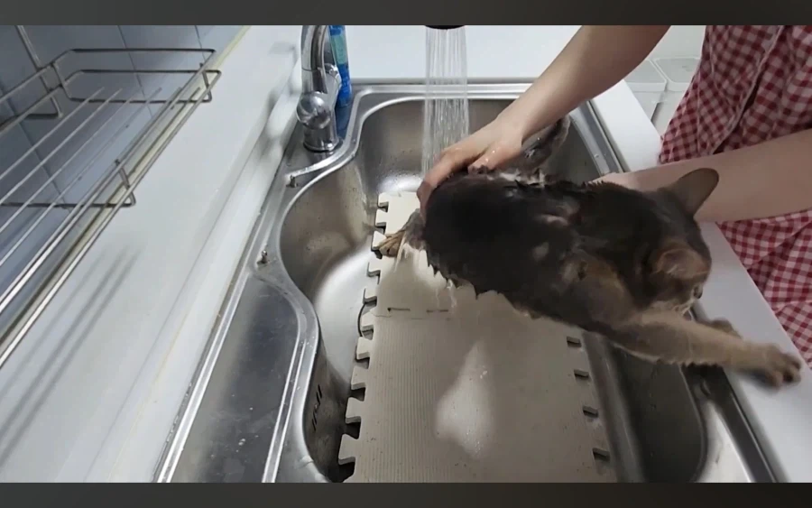 냥 : 아 맞다. 나 지금 삐졌지, 참_7.webp