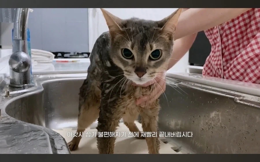 냥 : 아 맞다. 나 지금 삐졌지, 참_10.webp