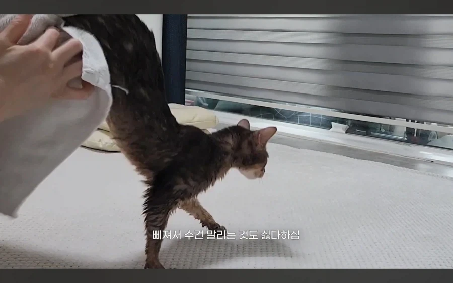 냥 : 아 맞다. 나 지금 삐졌지, 참_12.webp