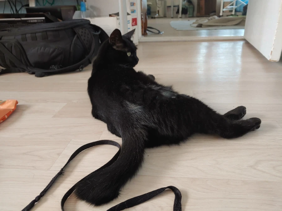 흰 고양이가 올라오면 검은 고양이도 올리는게 ..._2.webp