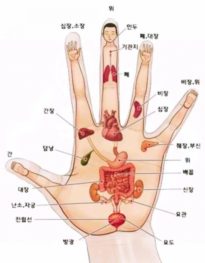 손 혈자리를 보고있는데_1.webp