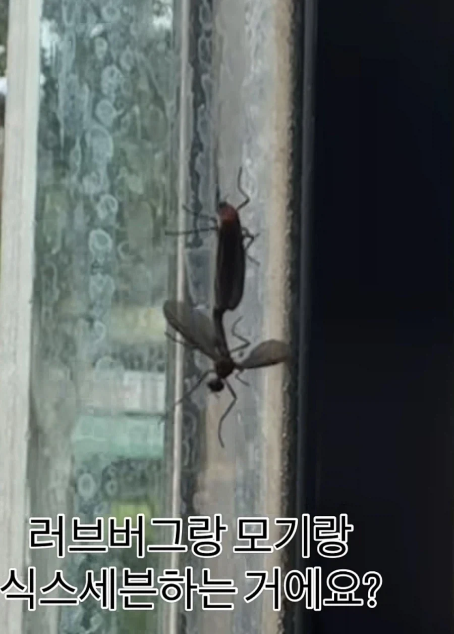호불호 갈리는 가능충들.jpg_1.webp
