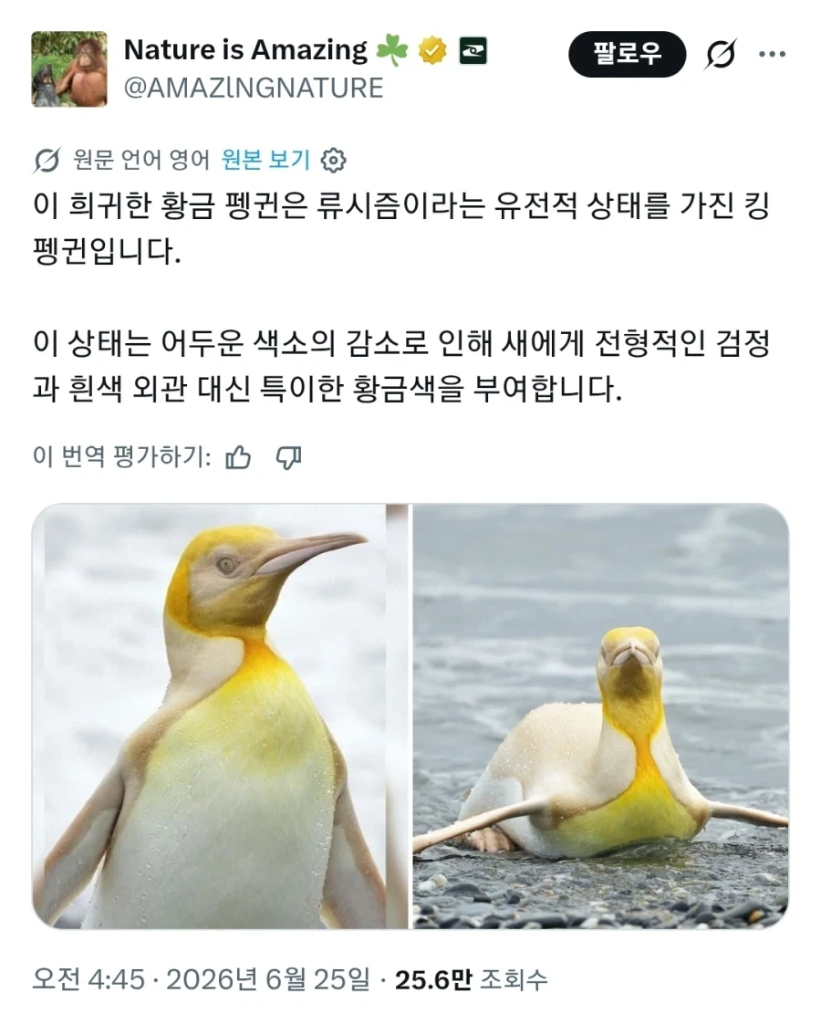 아주 낮은 확률로 나타난다는 골드킹 펭귄_1.webp