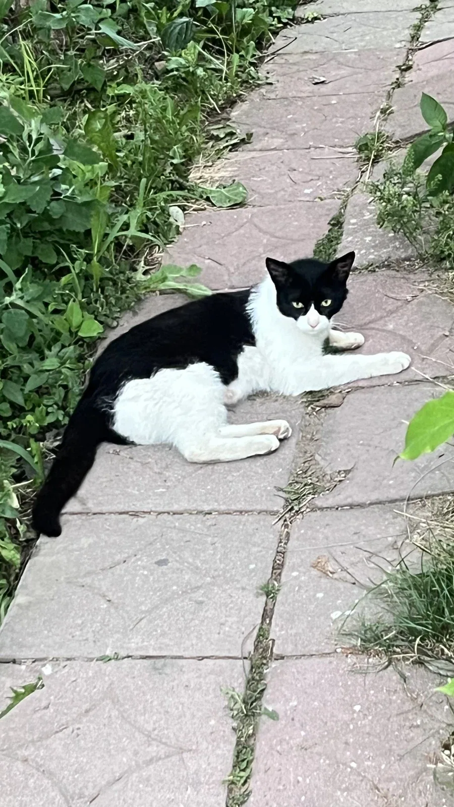 동네 고양이 찍음_1.webp