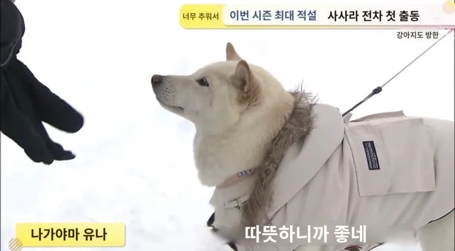 일본 : 한국 뉴스에서 토끼 인터뷰를 했다고?_3.webp