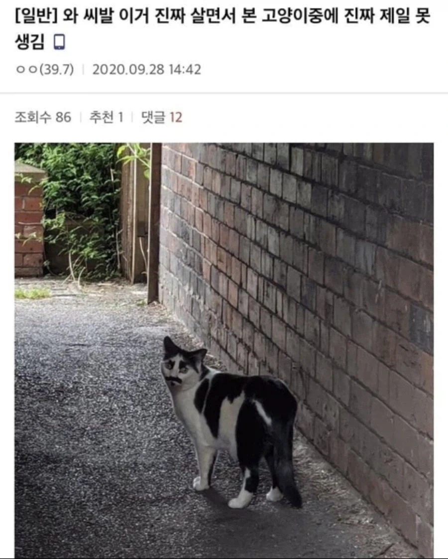 세상에서 가장 못 생긴 고양이_1.webp