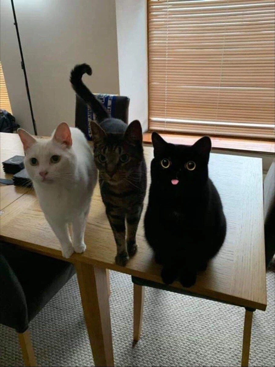 혼자 그림체가 다른 고양이_1.webp