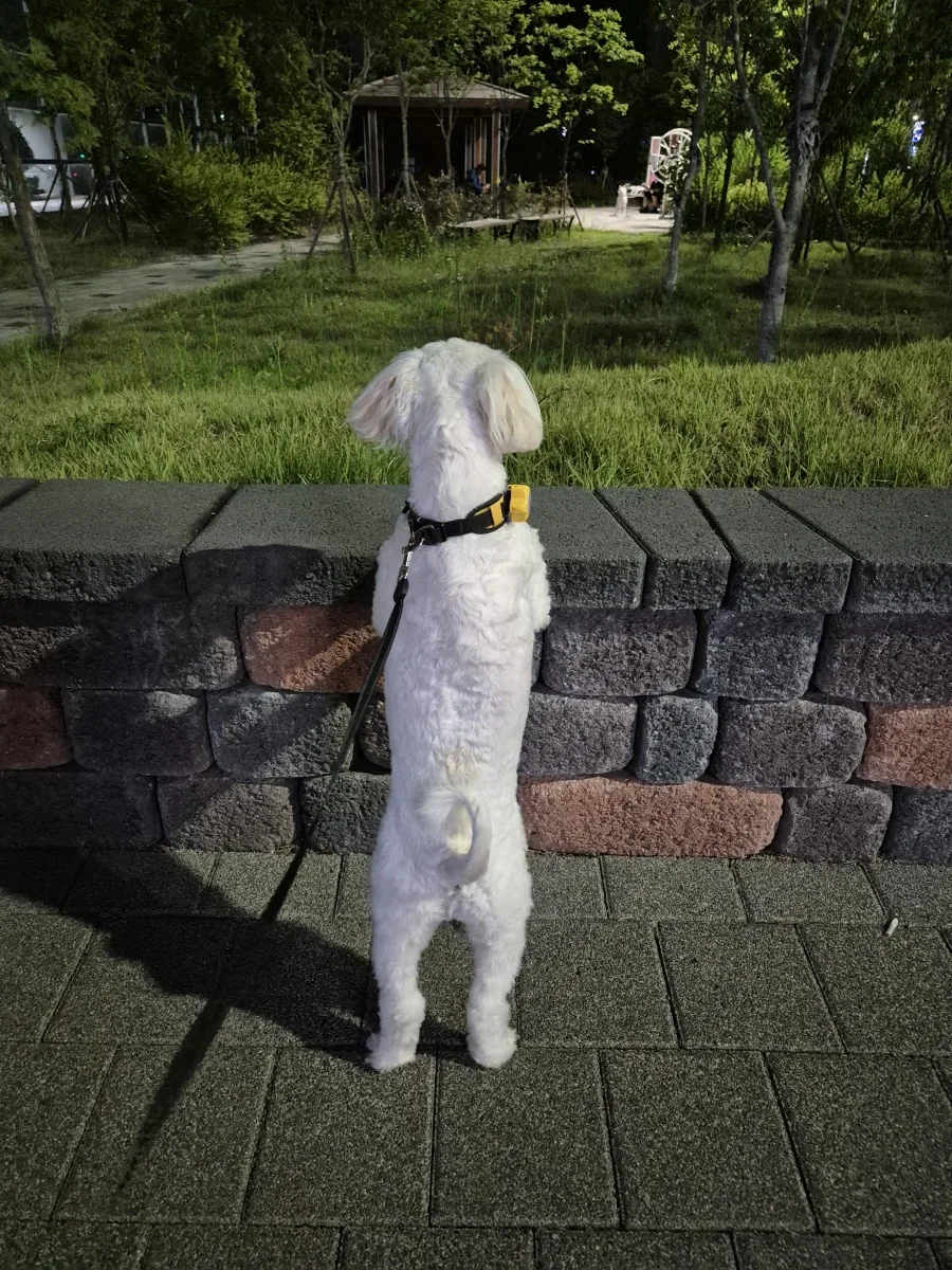 개 키워보니까 서당개 3년이라는 속담이 왜 생겼는지 알게됨._1.webp