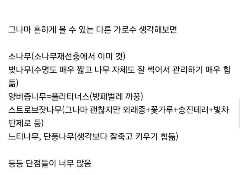 은행나무가 가로수로 가장 좋은 이유_5.webp