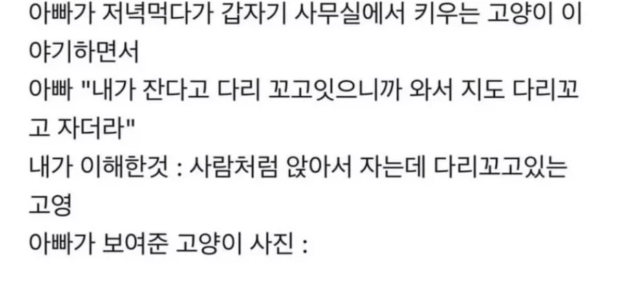 아빠 다리꼬고 자면 와서 지도 다리꼬고 잔다는 고양이.jpg_1.webp