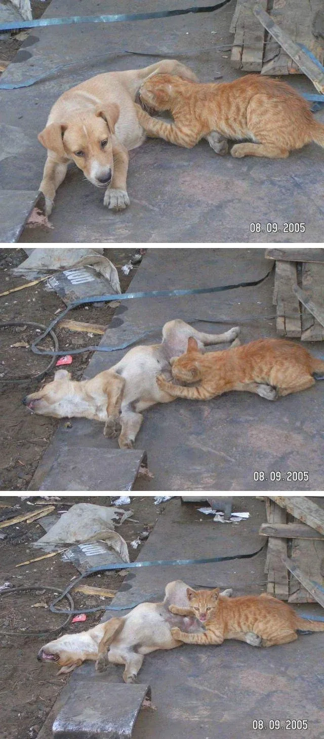 고까시.jpg_1.webp