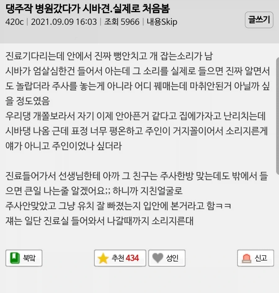 시바견 엄살 부리는거 처음 봄.jpg_2.webp