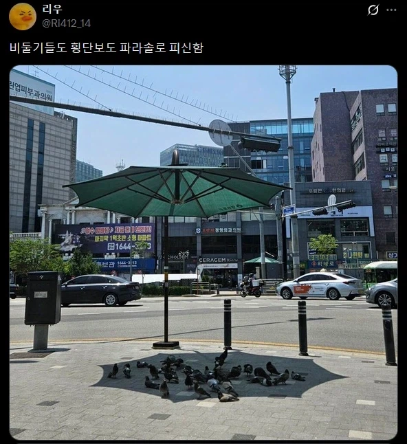 백인이 되고 싶어하는 비둘기들.twit_1.webp