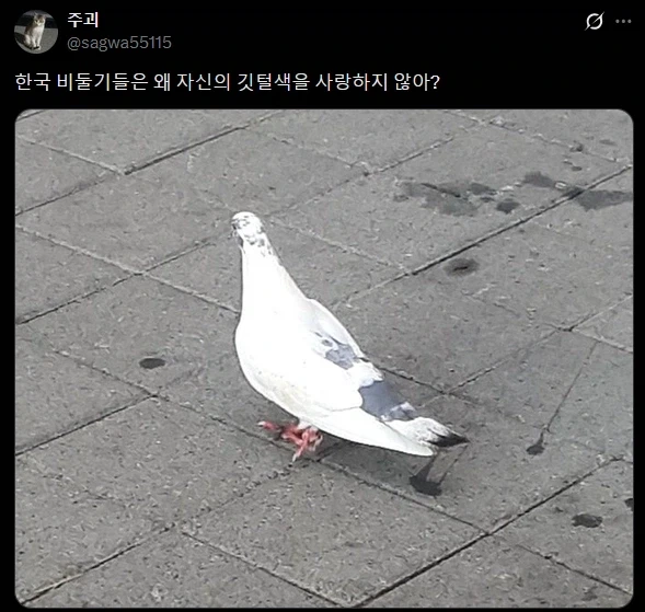 백인이 되고 싶어하는 비둘기들.twit_3.webp
