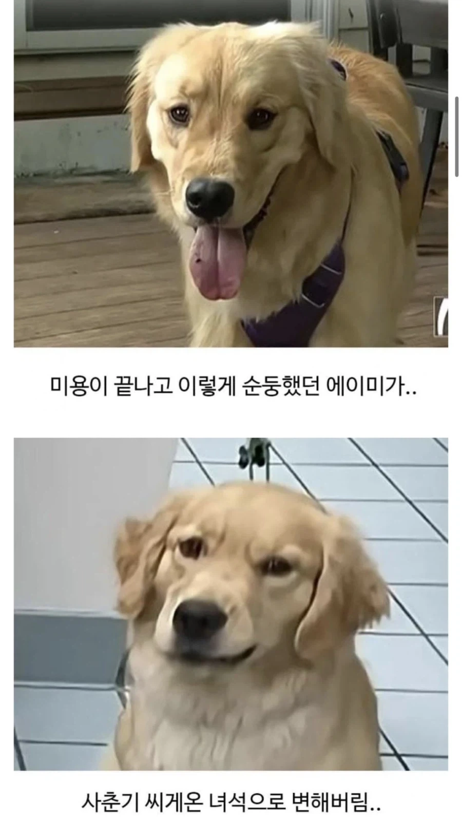 미용실 다녀온 후 표독해진 골댕이_2.webp
