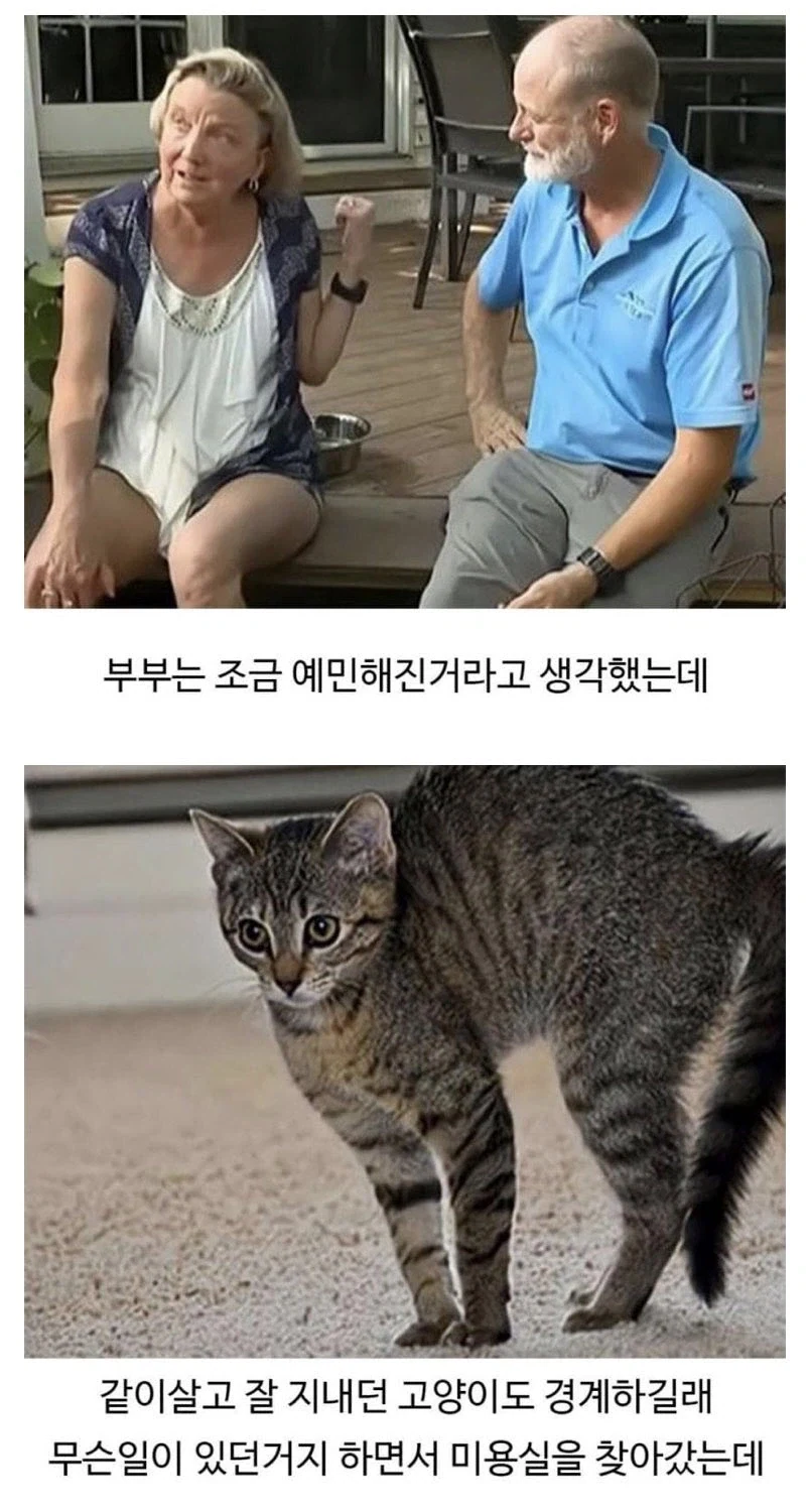 미용실 다녀온 후 표독해진 골댕이_3.webp
