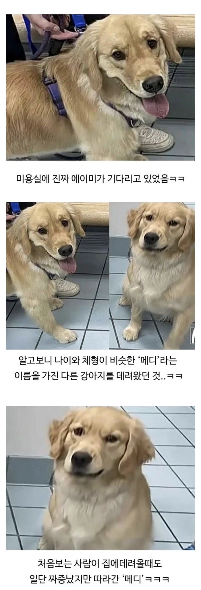 미용실 다녀온 후 표독해진 골댕이_4.webp