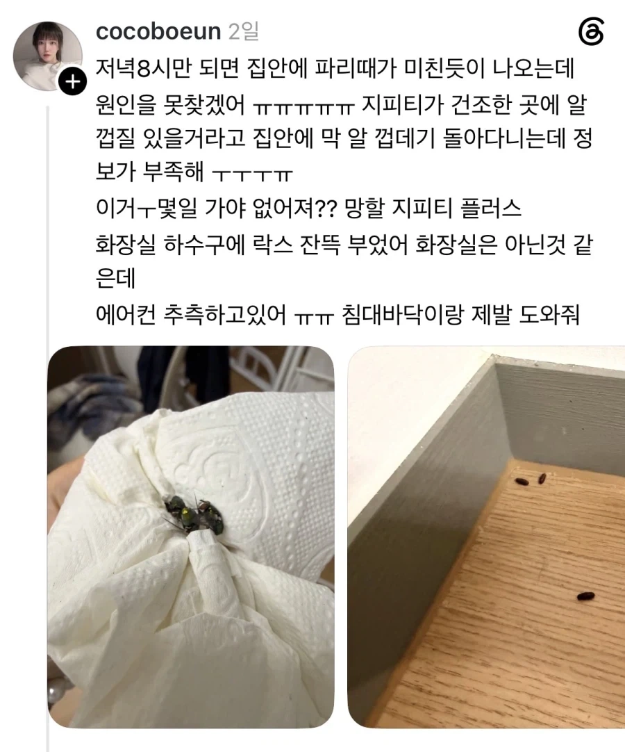 집안에 파리떼가 자꾸 미친듯이 나와요.jpg_1.webp