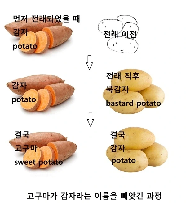 제주도에서는 고구마를 감자라고 부름_1.webp