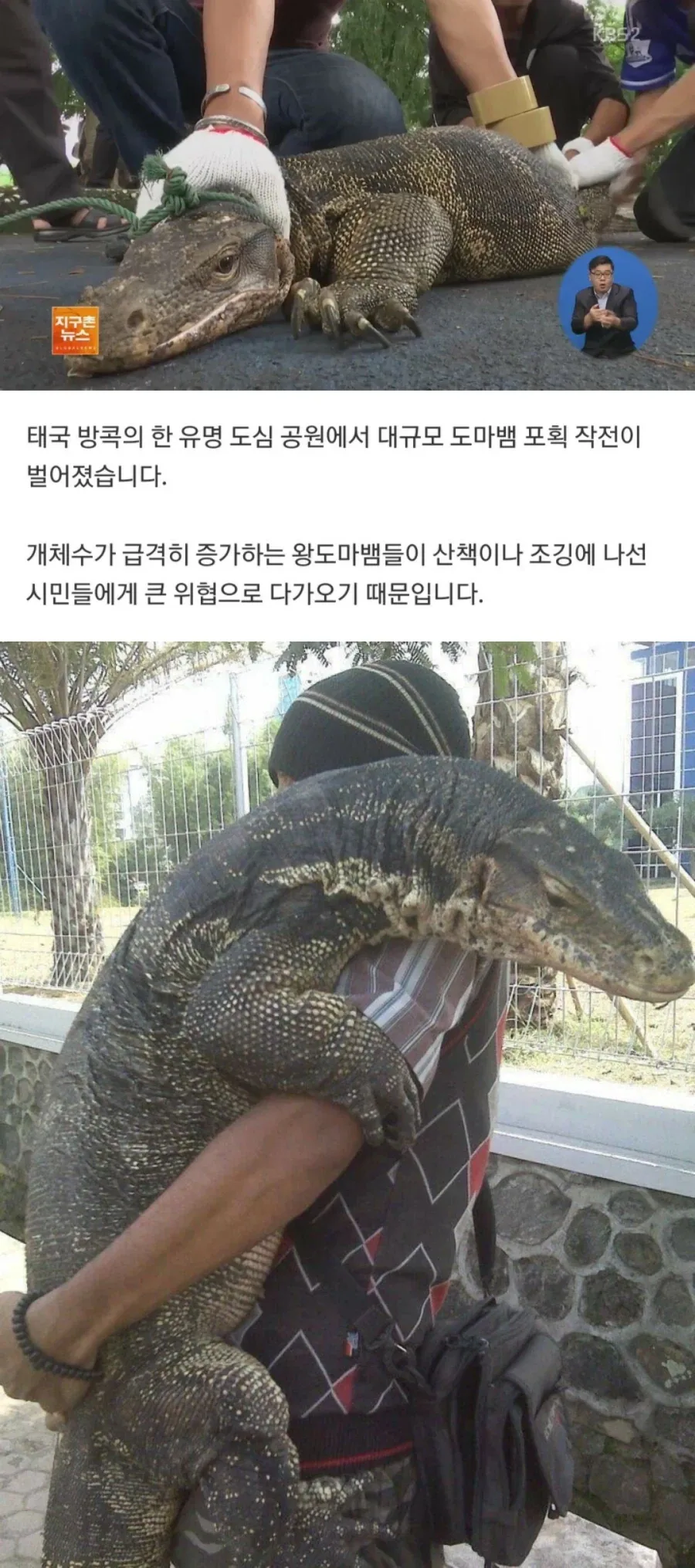 길고양이처럼 태국에는 길드래곤이 존재한다.jpg_1.webp
