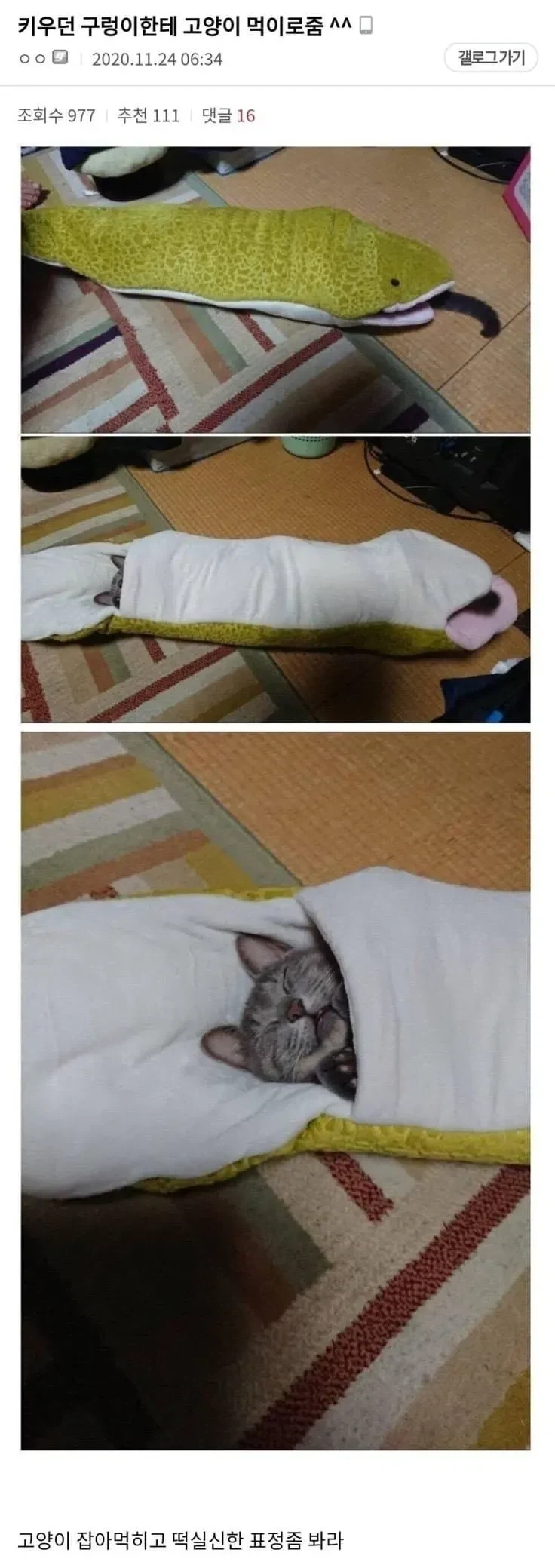 키우는 구렁이에게 고양이를 먹이로 준 사람.jpg_1.webp