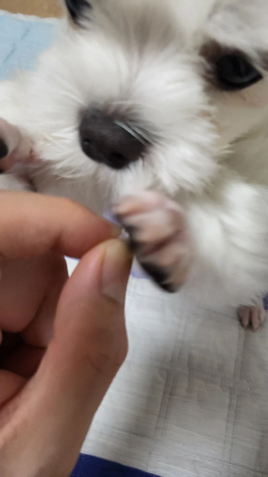 이게 환자분 이빨입니다_4.webp
