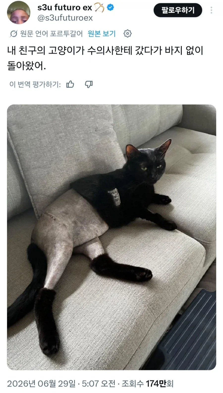 바지 실종 고양이_1.webp