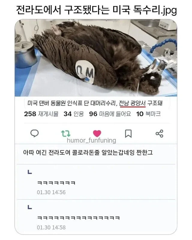 전라도에서 구조됐다는 미국 독수리_1.webp