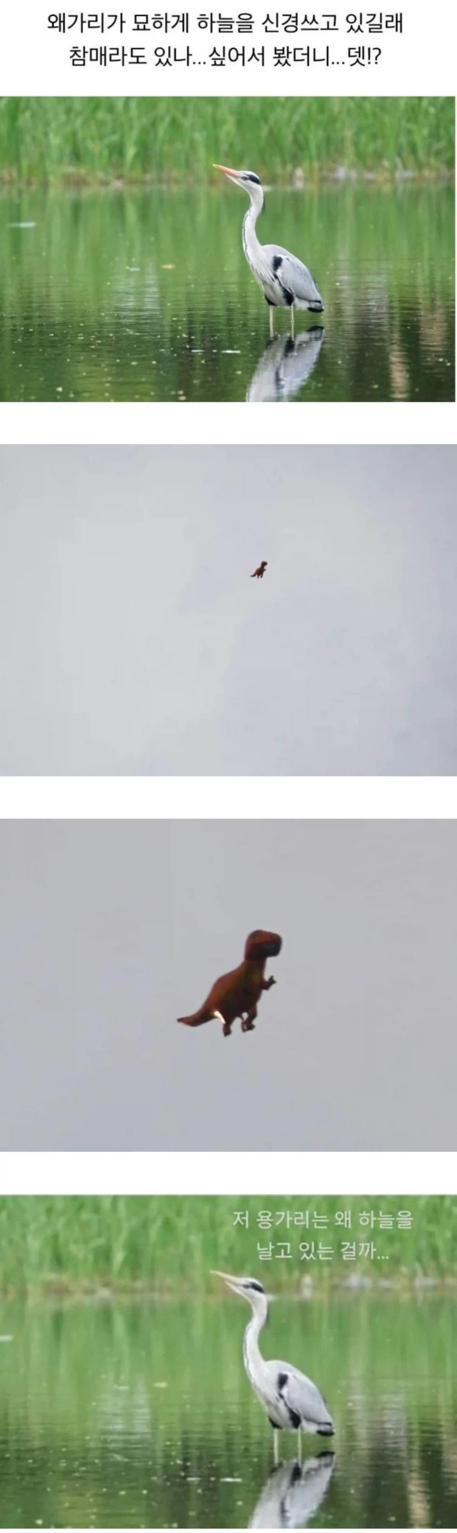 카리스마대빵큰오리가 묘하게 하늘을 신경쓰길래 올려봤더니.jpg_1.webp